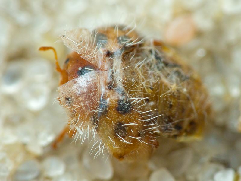 Subcoccinella vigintiquatuorpunctata (Linnaeus, 1758)